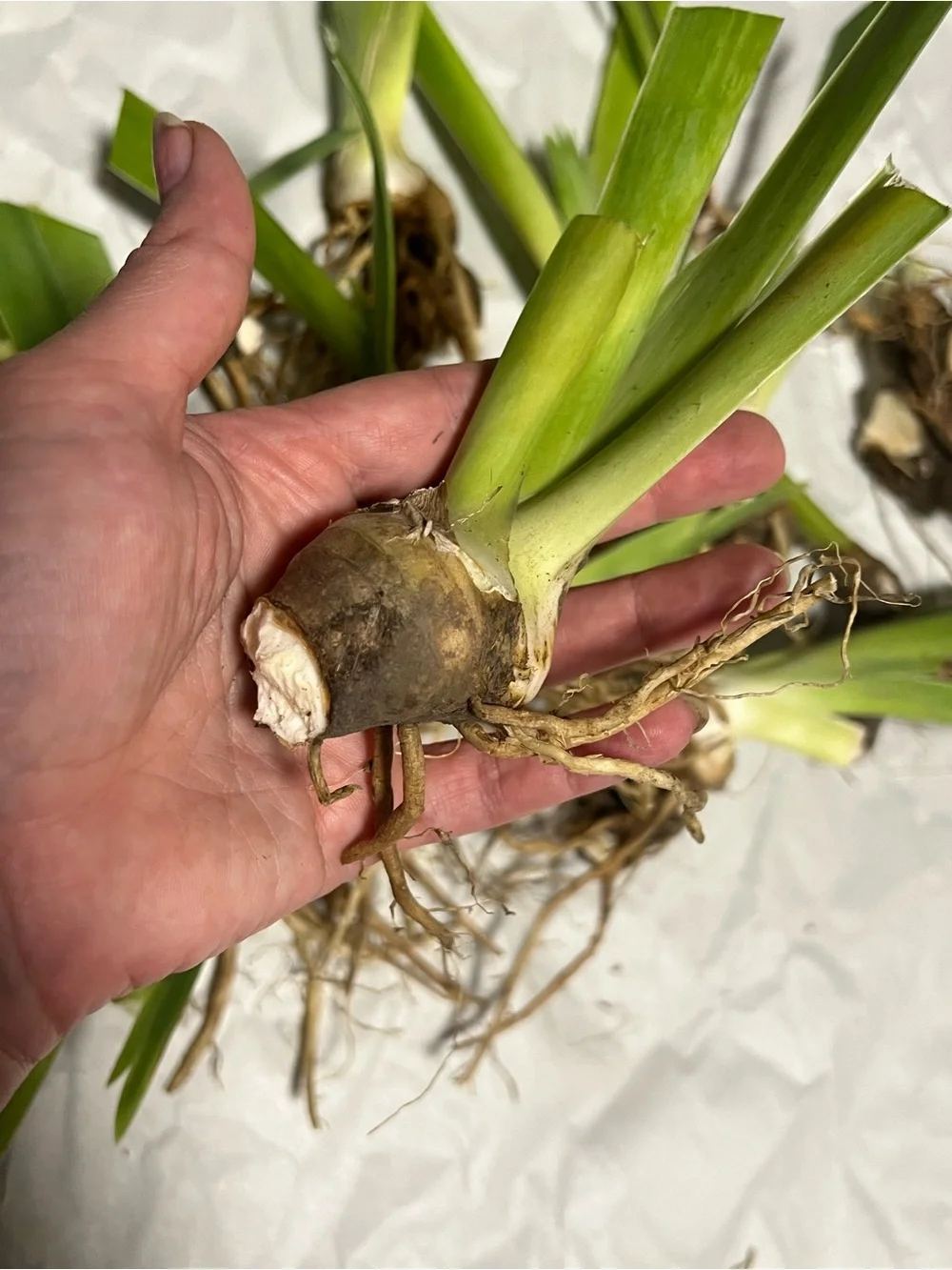 20 medium and small sizes rhizomes . Purple Iris for $20. See Pics.